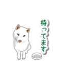 うちの犬が一番（個別スタンプ：5）