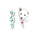 うちの犬が一番（個別スタンプ：22）