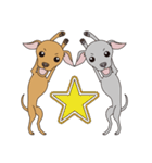 Italian greyhound fawn＆blue 3（個別スタンプ：34）