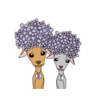 Italian greyhound fawn＆blue 3（個別スタンプ：40）