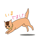 ちゃいろ と しろくろのねこ（個別スタンプ：6）