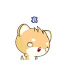 Sunny Day Shiba Inu (Interesting)（個別スタンプ：23）