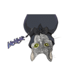 Black Addy Meow（個別スタンプ：23）