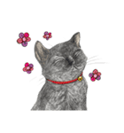 Black Addy Meow（個別スタンプ：25）