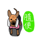 So cute dog (Mix)2（個別スタンプ：10）