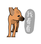 So cute dog (Mix)2（個別スタンプ：16）