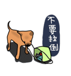 So cute dog (Mix)2（個別スタンプ：17）