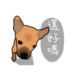 So cute dog (Mix)2（個別スタンプ：20）