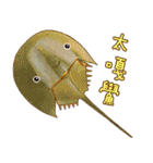海の大きなパーティー（個別スタンプ：11）