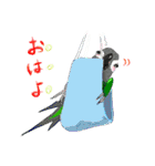 インコ大好き！ いきいきインコスタンプ（個別スタンプ：5）