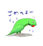 インコ大好き！ いきいきインコスタンプ（個別スタンプ：14）