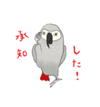 インコ大好き！ いきいきインコスタンプ（個別スタンプ：16）