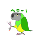 インコ大好き！ いきいきインコスタンプ（個別スタンプ：22）