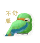 SoftParrots（個別スタンプ：16）