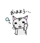 猫のちびすけ★日常会話スタンプ（個別スタンプ：1）