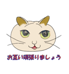 ネコまん(中華まんになったネコ)（個別スタンプ：37）