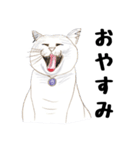 手描き・猫ちゃん（個別スタンプ：12）