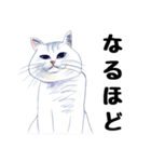 手描き・猫ちゃん（個別スタンプ：15）