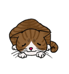 cutecats（個別スタンプ：24）