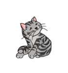 cutecats（個別スタンプ：30）