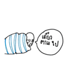 Cocoon girl (Thai version)（個別スタンプ：11）