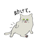 全国の猫好きさんへ（個別スタンプ：19）