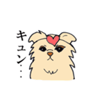 たれみみチワワ（個別スタンプ：34）