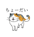 汎用 猫スタンプ（個別スタンプ：3）