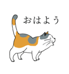 汎用 猫スタンプ（個別スタンプ：5）