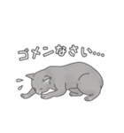 猫三昧【ベーシック】（個別スタンプ：11）