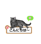 猫の掲示板2 rev2（個別スタンプ：1）