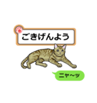 猫の掲示板2 rev2（個別スタンプ：2）