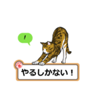 猫の掲示板2 rev2（個別スタンプ：7）