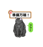 猫の掲示板2 rev2（個別スタンプ：33）