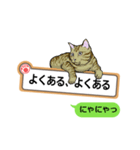 猫の掲示板2 rev2（個別スタンプ：37）