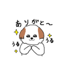 シーズー犬（個別スタンプ：4）