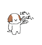 シーズー犬（個別スタンプ：5）