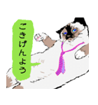 ねこ有限公社（個別スタンプ：2）