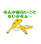 フトアゴトカゲのランボくん（個別スタンプ：11）