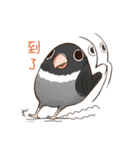 Naughty lovebird in Taiwan（個別スタンプ：20）