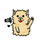 Pomeranian.（個別スタンプ：1）