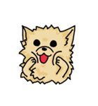 Pomeranian.（個別スタンプ：3）