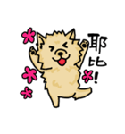 Pomeranian.（個別スタンプ：10）