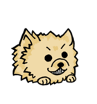 Pomeranian.（個別スタンプ：11）