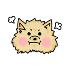 Pomeranian.（個別スタンプ：20）