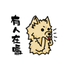 Pomeranian.（個別スタンプ：21）