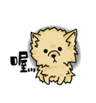 Pomeranian.（個別スタンプ：23）