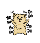 Pomeranian.（個別スタンプ：31）