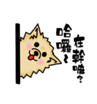 Pomeranian.（個別スタンプ：34）