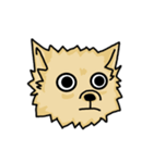 Pomeranian.（個別スタンプ：37）